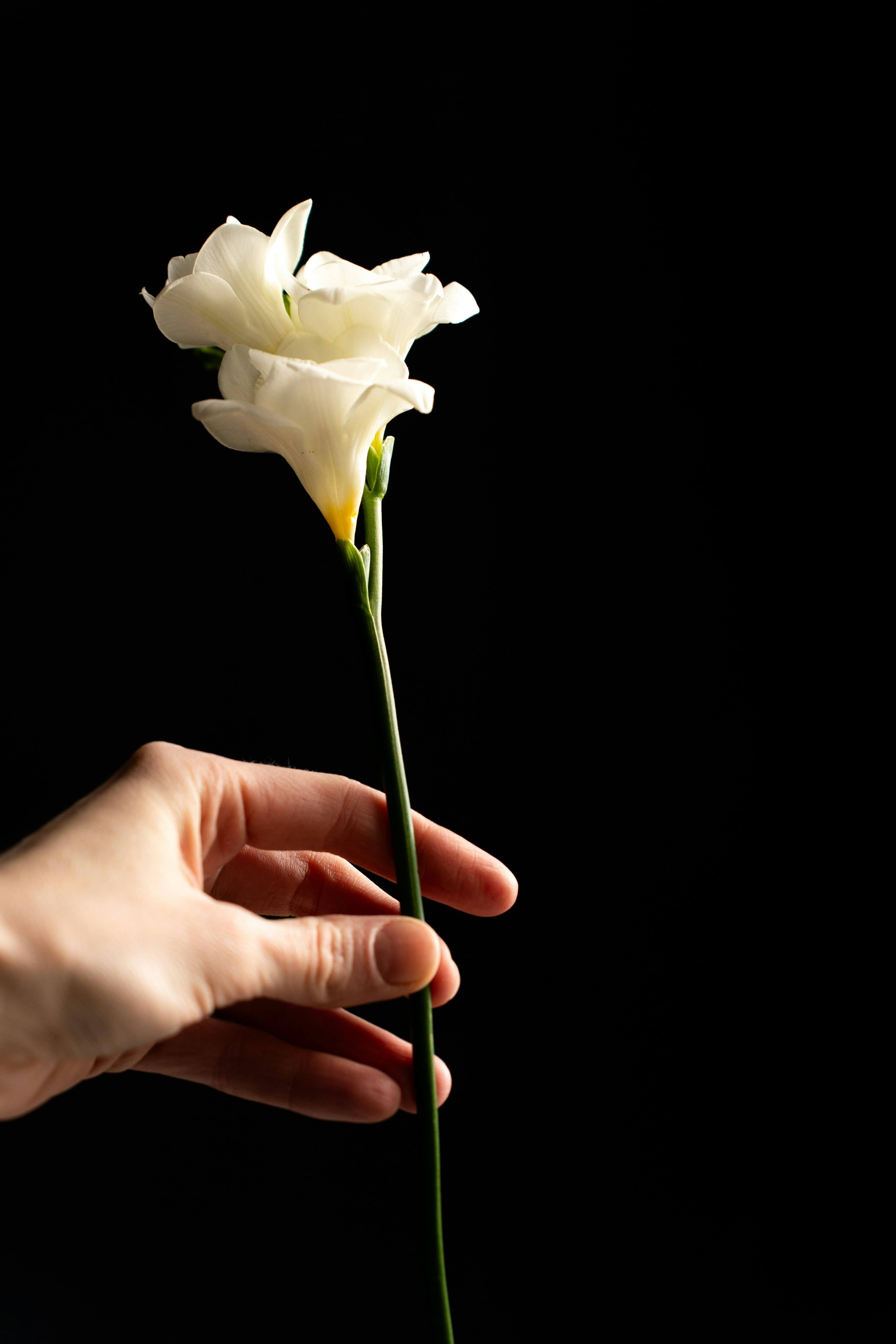 Flor blanca sostenida con una mano